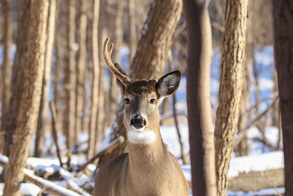 Fort Snelling Bucks