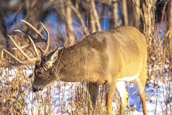 Fort Snelling Bucks