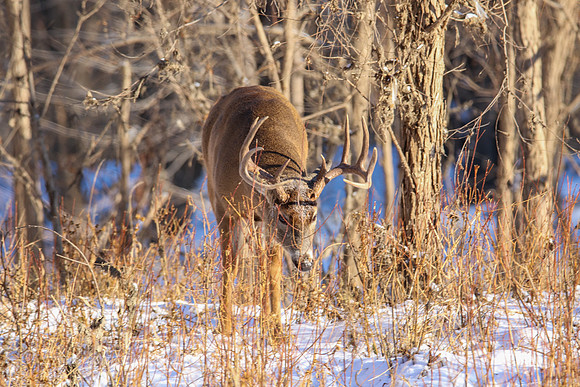 Fort Snelling Bucks