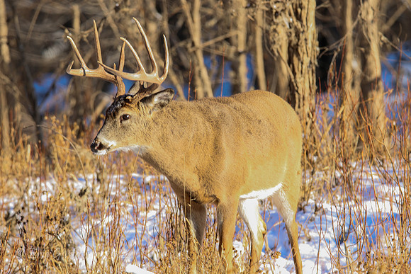 Fort Snelling Bucks