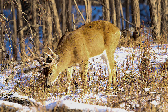 Fort Snelling Bucks