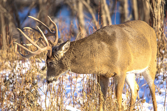 Fort Snelling Bucks