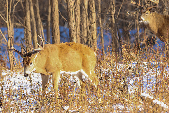 Fort Snelling Bucks