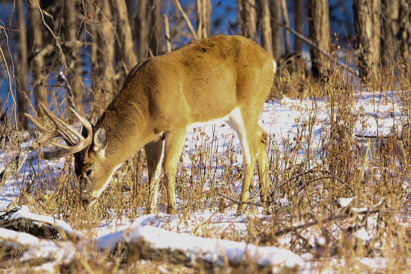 Fort Snelling Bucks