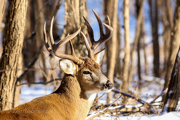 Fort Snelling Bucks
