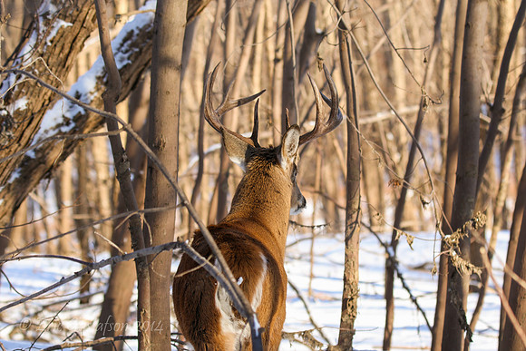 Fort Snelling Bucks