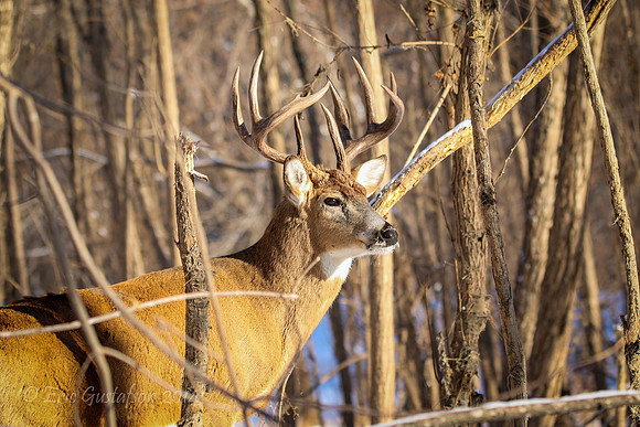 Fort Snelling Bucks