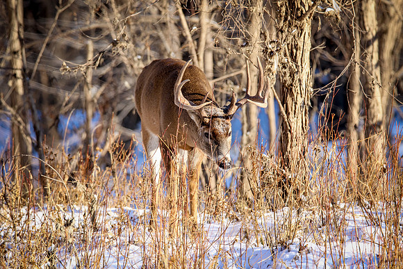 Fort Snelling Bucks