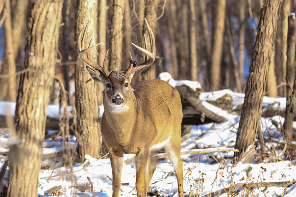 Fort Snelling Bucks