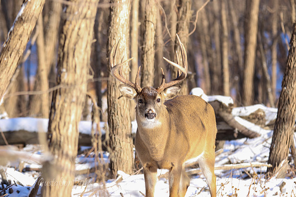 Fort Snelling Bucks