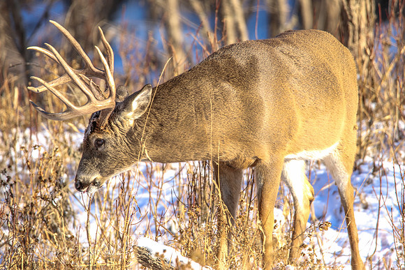 Fort Snelling Bucks