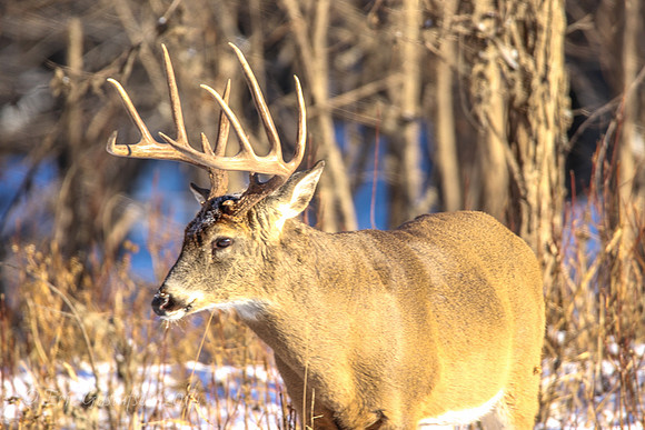 Fort Snelling Bucks