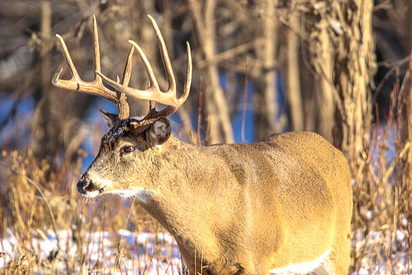 Fort Snelling Bucks