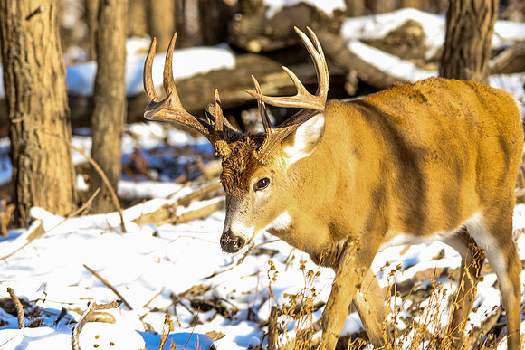 Fort Snelling Bucks