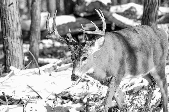 Fort Snelling Bucks