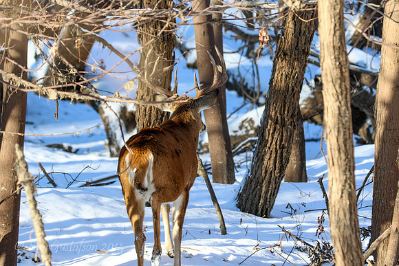 Fort Snelling Bucks
